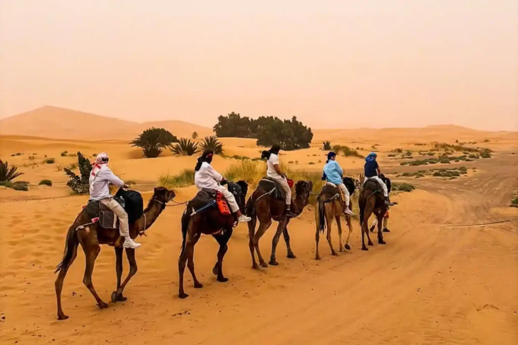A line of five travelers on a camel trek led by a local guide through the rolling golden sand dunes of Erg Chebbi during a hazy desert afternoon on a multi day tour from Marrakech to Merzouga.